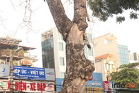 Hà Nội: Cây xà cừ chết khô đe dọa tính mạng người đi đường ảnh 2 Hà Nội: Cây xà cừ chết khô đe dọa tính mạng người đi đường ảnh 2