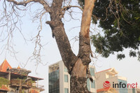 Hà Nội: Cây xà cừ chết khô đe dọa tính mạng người đi đường ảnh 1 Hà Nội: Cây xà cừ chết khô đe dọa tính mạng người đi đường ảnh 1