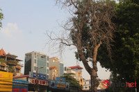 Hà Nội: Cây xà cừ chết khô đe dọa tính mạng người đi đường ảnh 3 Hà Nội: Cây xà cừ chết khô đe dọa tính mạng người đi đường ảnh 3