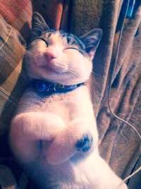 Anh cuc yeu ve nhung con meo hanh phuc nhat the gioi-Hinh-6