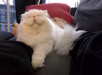 Anh cuc yeu ve nhung con meo hanh phuc nhat the gioi-Hinh-4