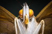 Ảnh cận cảnh côn trùng tuyệt đẹp chụp bằng điện thoại ảnh 1