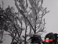 Chùm ảnh: Băng tuyết trắng trời Phanxipang ảnh 5