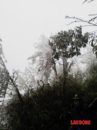 Chùm ảnh: Băng tuyết trắng trời Phanxipang ảnh 13