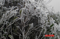 Chùm ảnh: Băng tuyết trắng trời Phanxipang ảnh 3