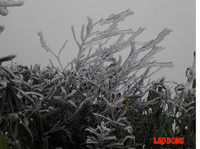 Chùm ảnh: Băng tuyết trắng trời Phanxipang ảnh 4