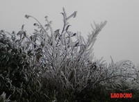 Chùm ảnh: Băng tuyết trắng trời Phanxipang ảnh 7