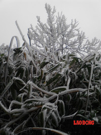 Chùm ảnh: Băng tuyết trắng trời Phanxipang ảnh 12