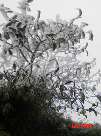 Chùm ảnh: Băng tuyết trắng trời Phanxipang ảnh 11