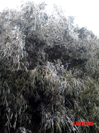 Chùm ảnh: Băng tuyết trắng trời Phanxipang ảnh 9