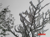 Chùm ảnh: Băng tuyết trắng trời Phanxipang ảnh 10