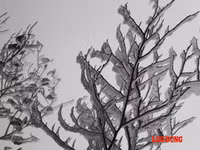 Chùm ảnh: Băng tuyết trắng trời Phanxipang ảnh 10