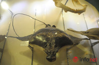 Xem mẫu vật khủng long, hổ, báo, gấu... ở Bảo tàng Thiên nhiên Việt Nam ảnh 6