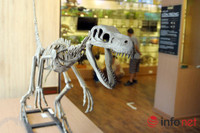 Xem mẫu vật khủng long, hổ, báo, gấu... ở Bảo tàng Thiên nhiên Việt Nam ảnh 11