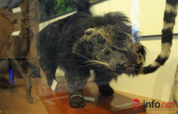 Xem mẫu vật khủng long, hổ, báo, gấu... ở Bảo tàng Thiên nhiên Việt Nam ảnh 8