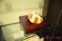 Xem mẫu vật khủng long, hổ, báo, gấu... ở Bảo tàng Thiên nhiên Việt Nam ảnh 5