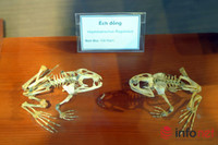 Xem mẫu vật khủng long, hổ, báo, gấu... ở Bảo tàng Thiên nhiên Việt Nam ảnh 12