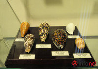 Xem mẫu vật khủng long, hổ, báo, gấu... ở Bảo tàng Thiên nhiên Việt Nam ảnh 4