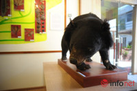 Xem mẫu vật khủng long, hổ, báo, gấu... ở Bảo tàng Thiên nhiên Việt Nam ảnh 10