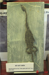 Xem mẫu vật khủng long, hổ, báo, gấu... ở Bảo tàng Thiên nhiên Việt Nam ảnh 2