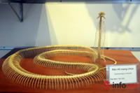 Xem mẫu vật khủng long, hổ, báo, gấu... ở Bảo tàng Thiên nhiên Việt Nam ảnh 13