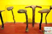 Xem mẫu vật khủng long, hổ, báo, gấu... ở Bảo tàng Thiên nhiên Việt Nam ảnh 3