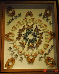 Xem mẫu vật khủng long, hổ, báo, gấu... ở Bảo tàng Thiên nhiên Việt Nam ảnh 9