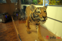 Xem mẫu vật khủng long, hổ, báo, gấu... ở Bảo tàng Thiên nhiên Việt Nam ảnh 7