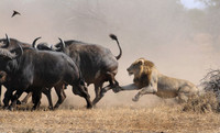Trâu rừng hợp sức đánh bại sư tử ảnh 1