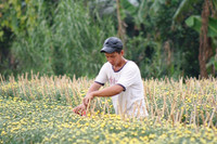 Nông dân miền Tây tất bật chuẩn bị hoa Tết ảnh 4