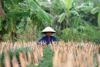 Nông dân miền Tây tất bật chuẩn bị hoa Tết ảnh 2