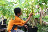 Nông dân miền Tây tất bật chuẩn bị hoa Tết ảnh 9