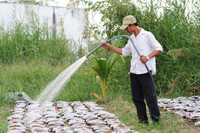 Nông dân miền Tây tất bật chuẩn bị hoa Tết ảnh 7