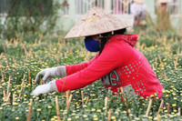 Nông dân miền Tây tất bật chuẩn bị hoa Tết ảnh 3