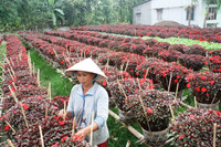 Nông dân miền Tây tất bật chuẩn bị hoa Tết ảnh 10