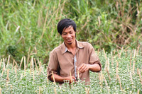 Nông dân miền Tây tất bật chuẩn bị hoa Tết ảnh 6