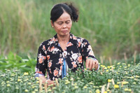 Nông dân miền Tây tất bật chuẩn bị hoa Tết ảnh 5