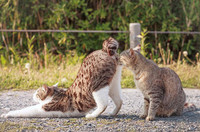 Vũ điệu mèo và nắng ở đất nước mặt trời mọc ảnh 2 Vũ điệu mèo và nắng ở đất nước mặt trời mọc ảnh 2