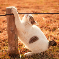 Vũ điệu mèo và nắng ở đất nước mặt trời mọc ảnh 19 Vũ điệu mèo và nắng ở đất nước mặt trời mọc ảnh 19