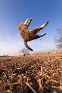 Vũ điệu mèo và nắng ở đất nước mặt trời mọc ảnh 9 Vũ điệu mèo và nắng ở đất nước mặt trời mọc ảnh 9