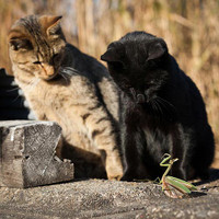 Vũ điệu mèo và nắng ở đất nước mặt trời mọc ảnh 6 Vũ điệu mèo và nắng ở đất nước mặt trời mọc ảnh 6