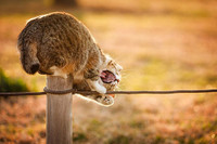 Vũ điệu mèo và nắng ở đất nước mặt trời mọc ảnh 17 Vũ điệu mèo và nắng ở đất nước mặt trời mọc ảnh 17