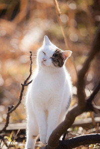 Vũ điệu mèo và nắng ở đất nước mặt trời mọc ảnh 13 Vũ điệu mèo và nắng ở đất nước mặt trời mọc ảnh 13