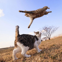 Vũ điệu mèo và nắng ở đất nước mặt trời mọc ảnh 18 Vũ điệu mèo và nắng ở đất nước mặt trời mọc ảnh 18