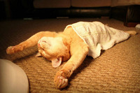 Cười nghiêng ngả với loạt ảnh hài hước về động vật ngủ 16