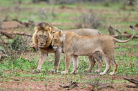 Sư tử đực chiến đấu điên cuồng để tranh giành bạn tình ảnh 2