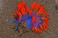 Vẻ đẹp hút hồn của 20 loài sên biển trên thế giới ảnh 12