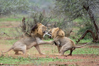 Sư tử đực chiến đấu điên cuồng để tranh giành bạn tình ảnh 7