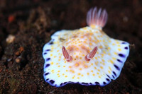 Vẻ đẹp hút hồn của 20 loài sên biển trên thế giới ảnh 11