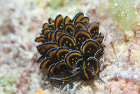 Vẻ đẹp hút hồn của 20 loài sên biển trên thế giới ảnh 9